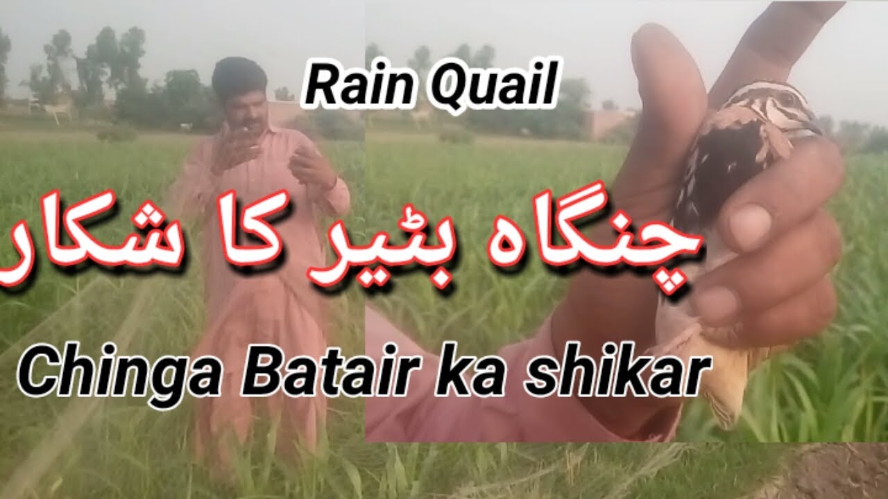 CHINGA BATAIR KA SHIKAR 2020 // RAIN QUAIL HUNTTING 2020 