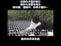 【猫のほのぼの話】白黒の子猫が車にひかれる夢をみた。数日後、運転中、白黒子猫が…