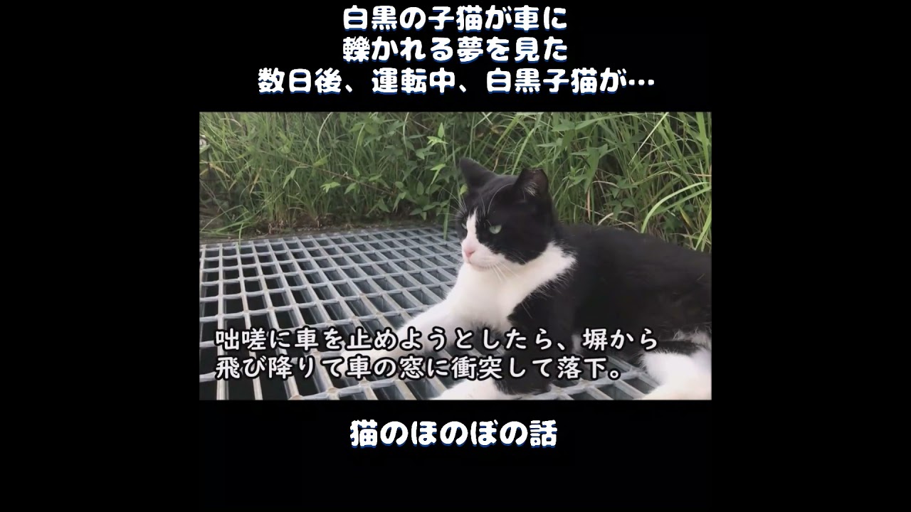 【猫のほのぼの話】白黒の子猫が車にひかれる夢をみた。数日後、運転中、白黒子猫が…