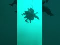 餌に群がる魚