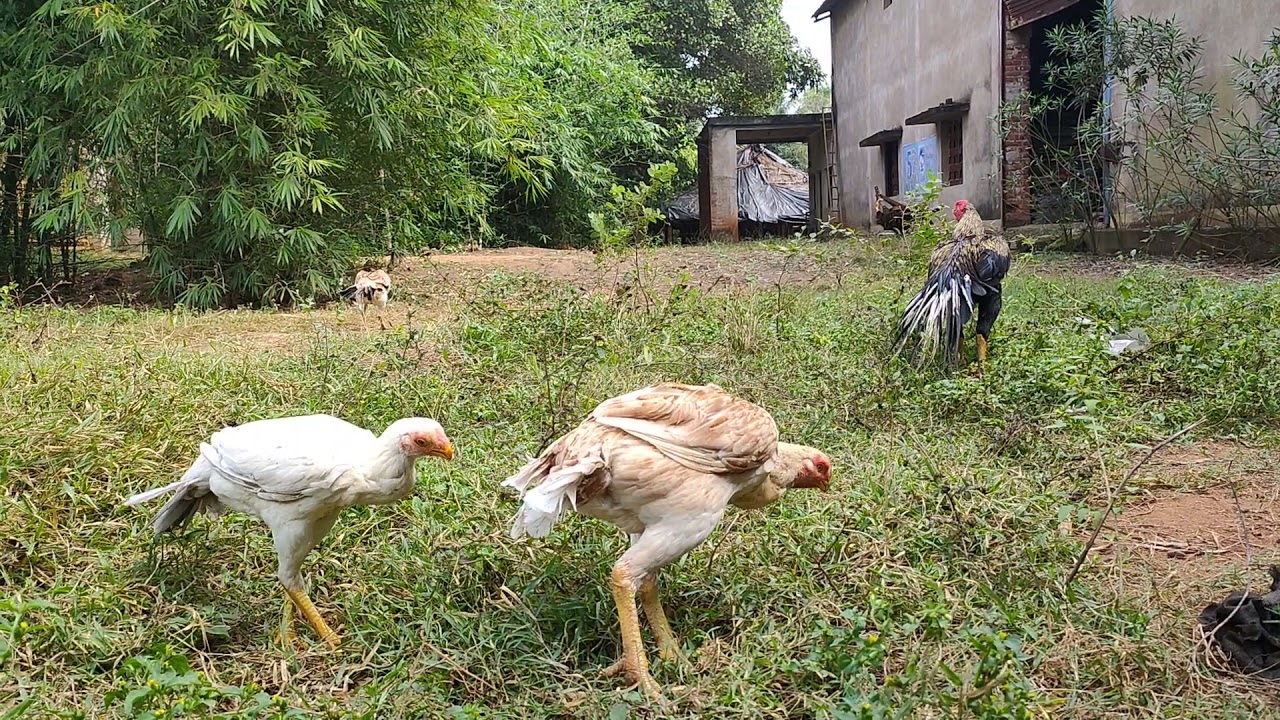 SOMU ASEEL FARM/BARIPADA MAYURBHANJ ODISHA/PARROT BEAK TEMPER TAIL FAN