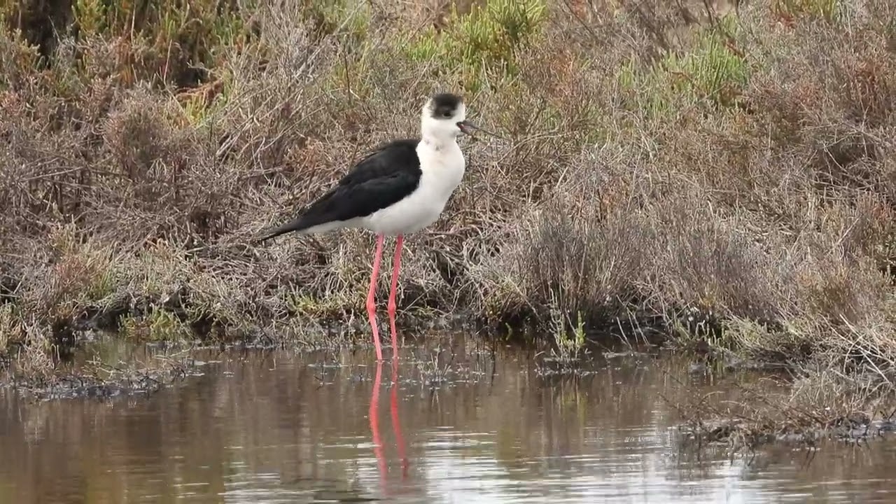 Black-winged Stilt calls  4K