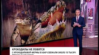 В ЮАР с фермы сбежали около 15 тысяч крокодилов В ЮАР с фермы сбежали около 15 тысяч крокодилов