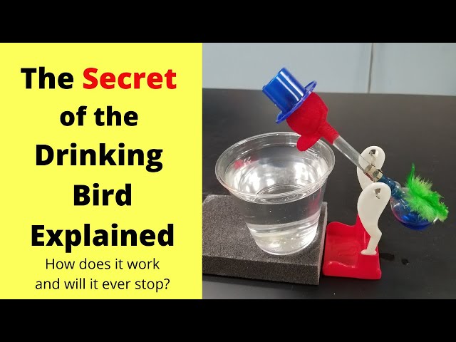 Drinking Bird