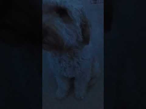 Day 46 of posting Teddy until I reach 1k subs