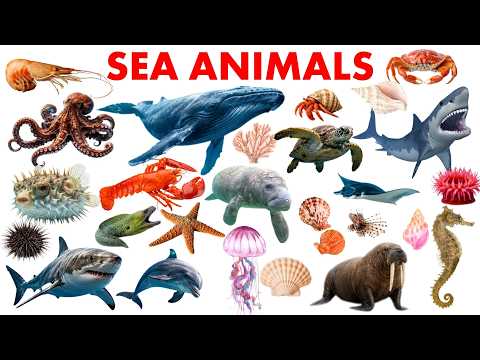 Learn Sea Animals Names | 50 Sea Animals Names for Kids  | Types of Sea Animals #seaanimals