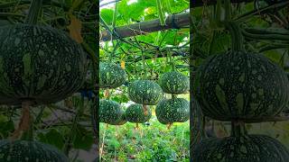 Double the Yield of Any Vegetable Plant with This Simple Farming Method #VegetablePlants #HighYield