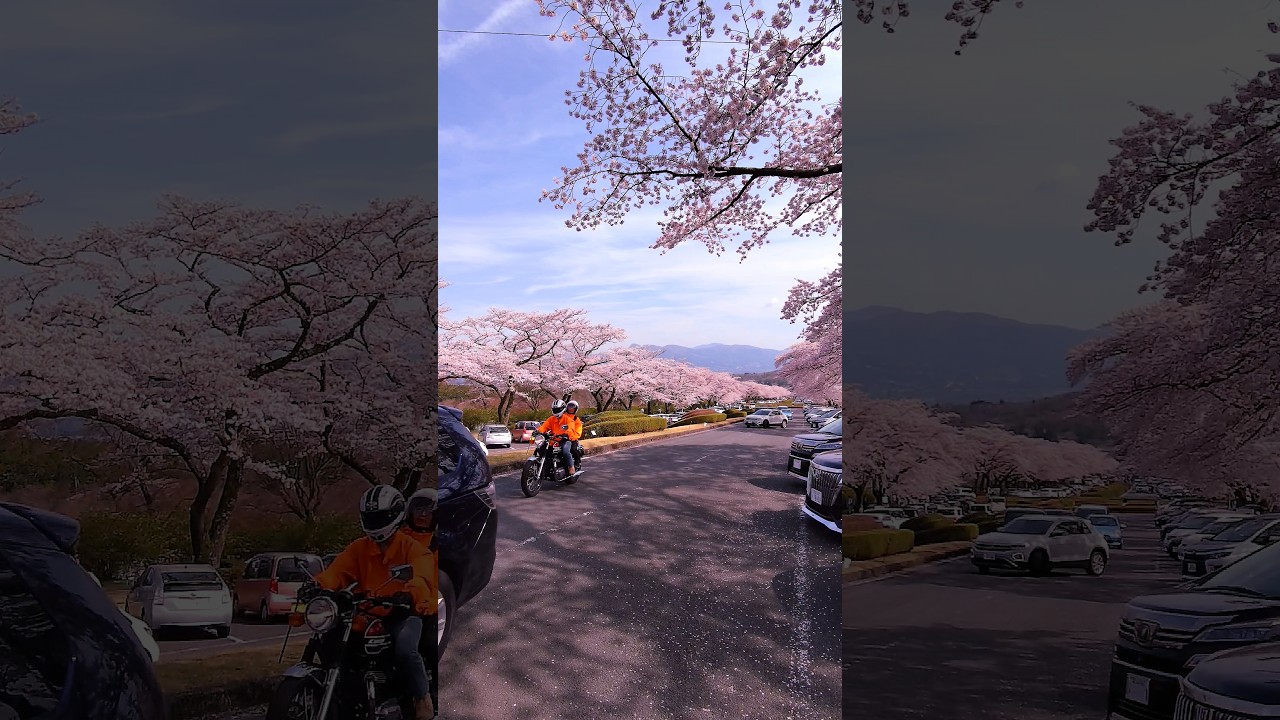 富士 霊園 桜 ライブ カメラ