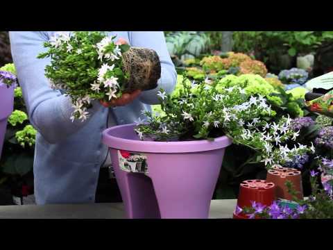 Video: Klokje (plant) - Nuttige Eigenschappen En Toepassingen Van De Klok, Klokzaden, Klokbloemen. Bell Blauw