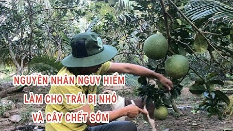 Cách tỉa trái đúng để Vườn Bưởi Da Xanh có nhiều Trái Lớn Đẹp và Cây Được Sống Lâu