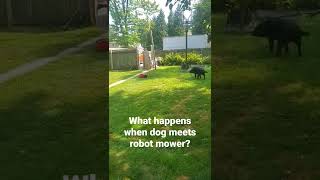 What Happens When A Dog Meets A Robot Mower?
