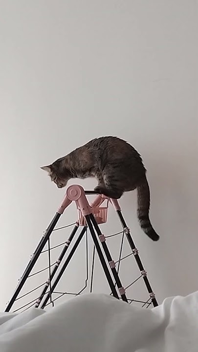 Птичка" на жердочке #animal #cat #котэ #catlover #кот #cats #cute - YouTube