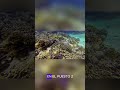 🌍Misterios y Curiosidades del Mundo Animal  🐾
