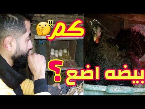 فيديو: هل توضع الديك الرومي البيض؟