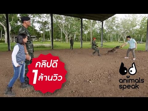 Animals Speak [by Mahidol] สุนัขทหาร... สุนัขรักชาติ