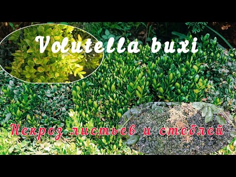 Video: Volutella põletik Boxwoodis – näpunäiteid volutella lehemädaniku ravimiseks Boxwoodsis