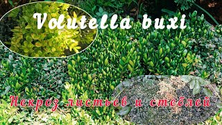 Volutella buxi. Некроз листьев и стеблей самшита.