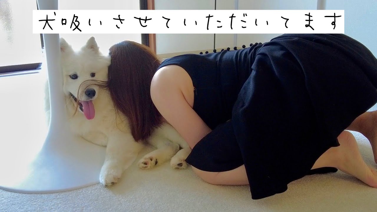 「猫吸い」ならぬ「犬吸い」でサモエドのモフモフを堪能する【samoyed】Enjoying the smell of a Samoyed with a 