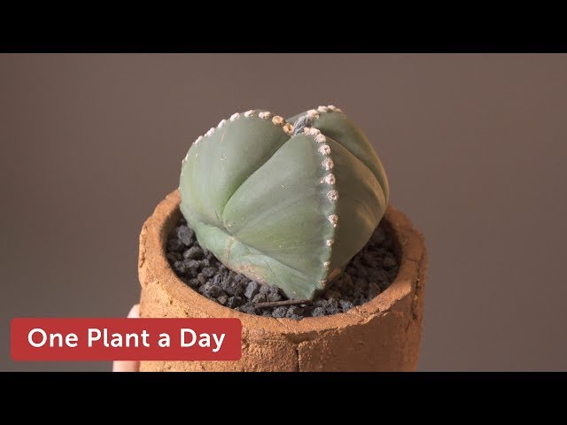 Astrophytum myriostigma var. tricostatum Houseplant Care  186 of 365 -  YouTube