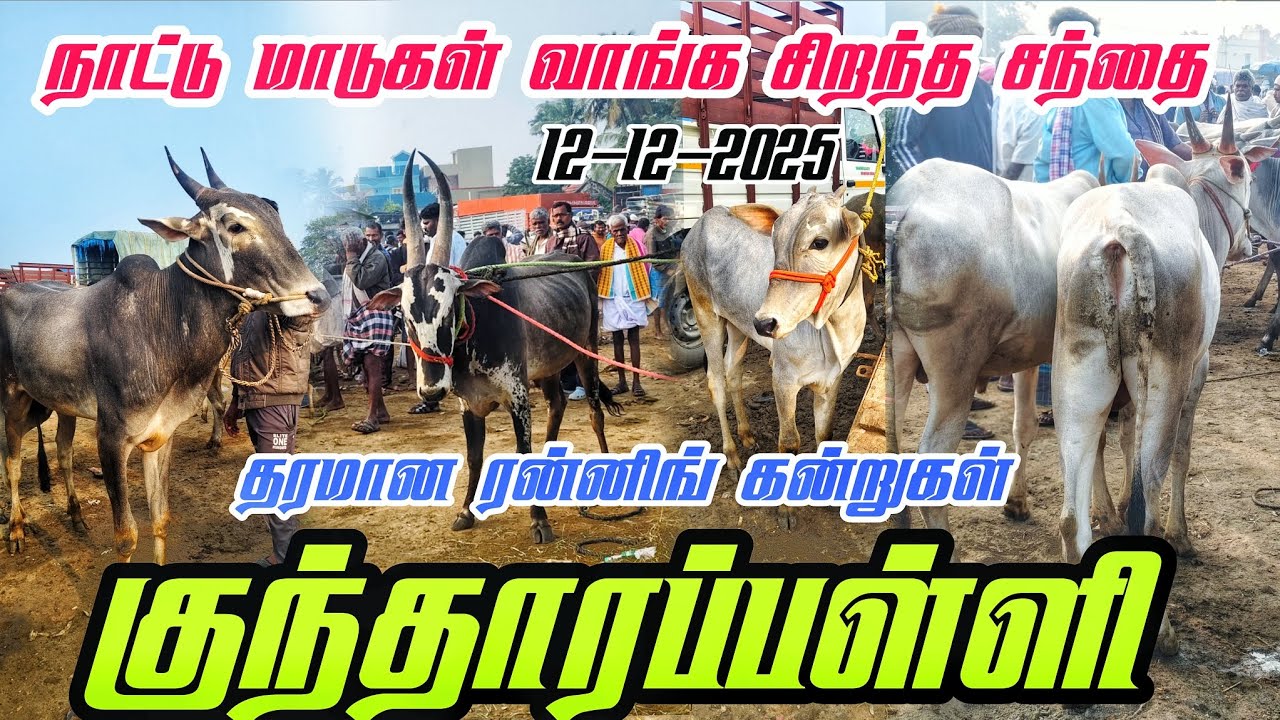 12-12-2025 🥰ரன்னிங் கன்றுகள் வாங்க தரமான ஒரு சிறந்த சந்தை 🔥 கிருஷ்ணகிரி மாவட்டம் குந்தாரப்பள்ளி 
