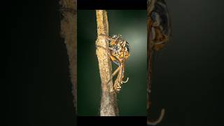Robber fly exoskeleton photography