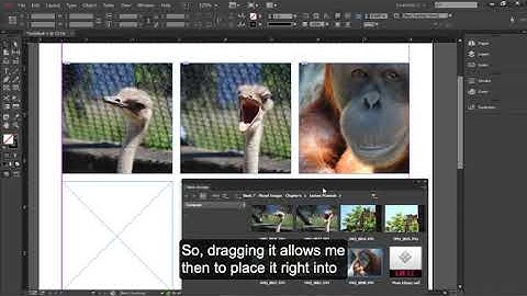 Mini Bridge with InDesign cc