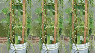 How to Grow Cucumber in Paint Bucket