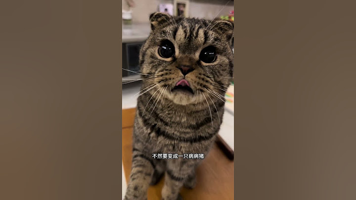小猫提醒你，要穿秋裤啦～小猫提醒你天冷了要记得穿秋裤