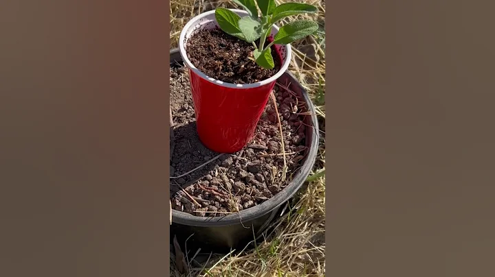 Transplanting a Sage Plant - But What's the Special Twist? - DayDayNews