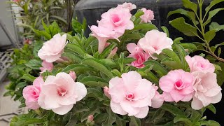 ADENIUM FLOWER MY TERRACE GARDEN 🏡