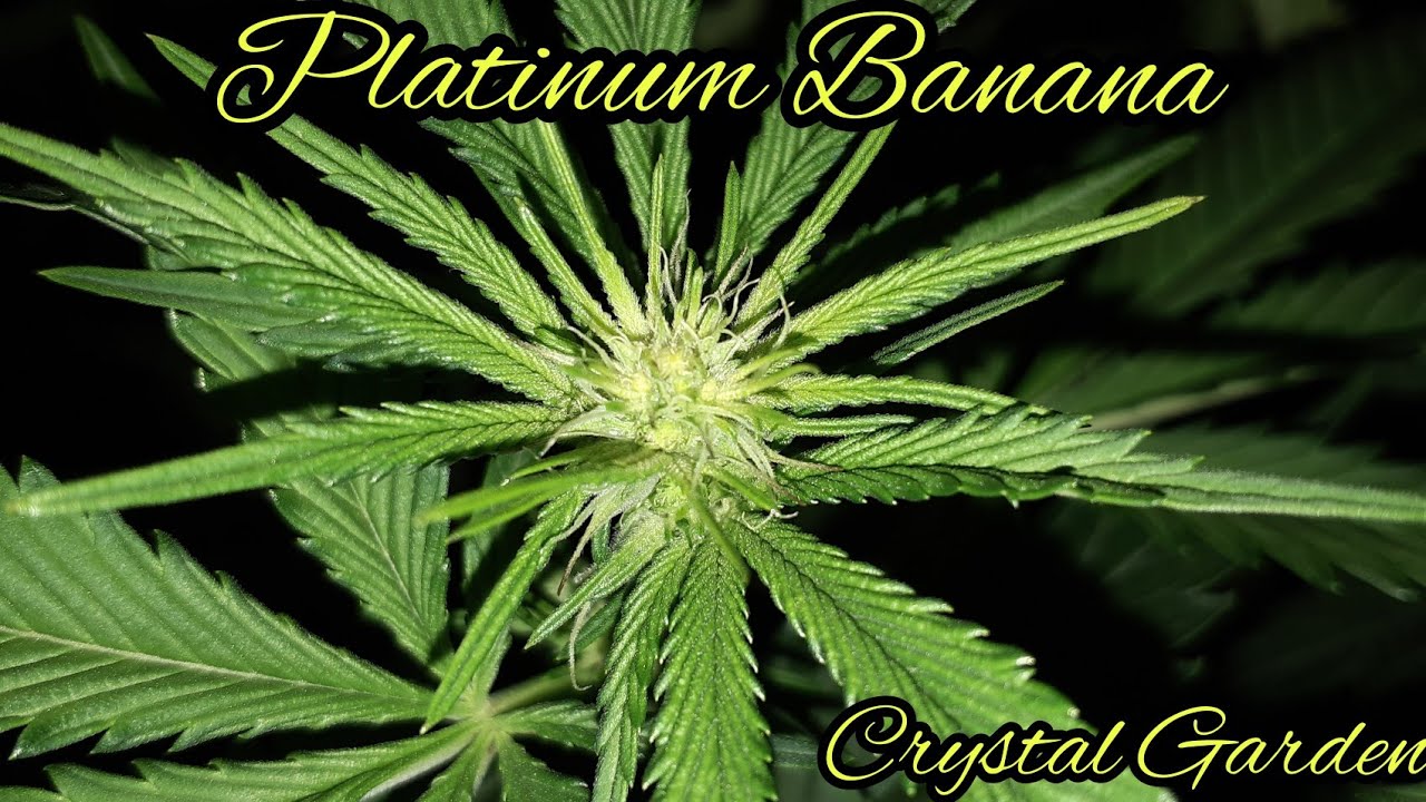 Platinum Banana Cannabis Strain, Indoor Grow, 1000 watt hps grow light