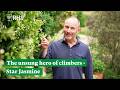 How Star Jasmine will make your garden go supernova | The RHS