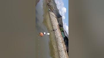 Trãi nghiệm giăng lưới cá đối ở Cần Giờ 2