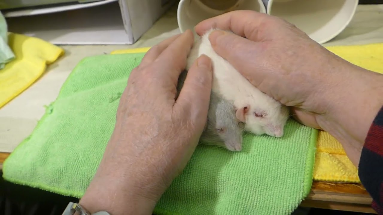 P1030559 Skye is blissed