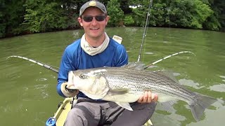 Cut Bait for Big Striped Bass