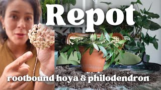 Repot & Chat | Hoya & Philodendron Houseplants
