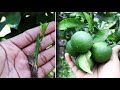 SINCE KNOWING THIS METHOD I CAN MULTIPLY CITRUS TREE QUICKLY