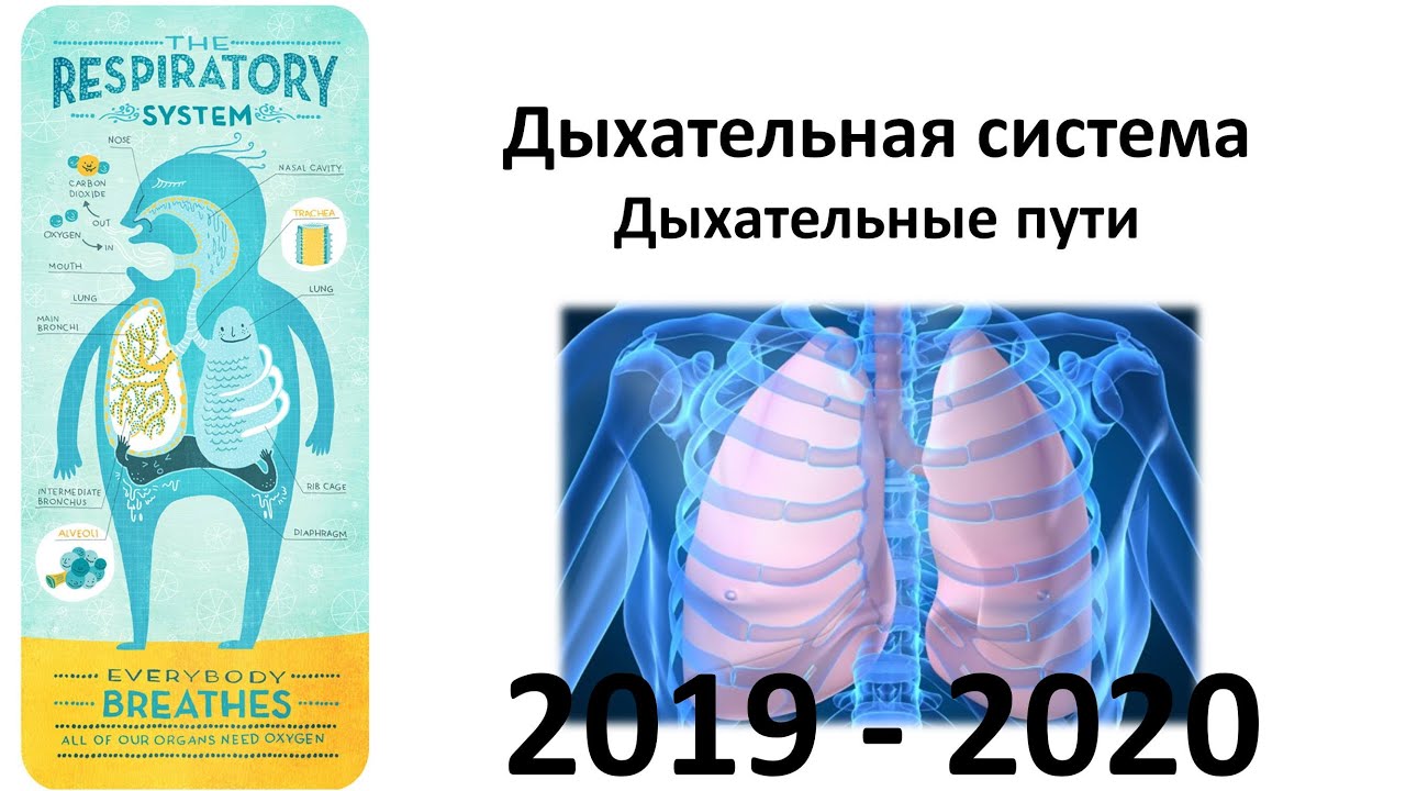 16. Дыхательные пути (8 класс) - биология, подготовка к ЕГЭ и ОГЭ 2020