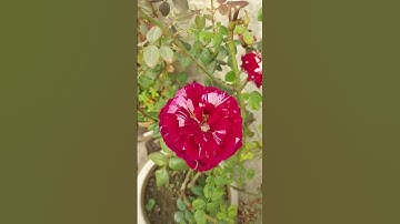 Two tones red rose flowers #shorts #youtubeshorts #viral #trendingshorts