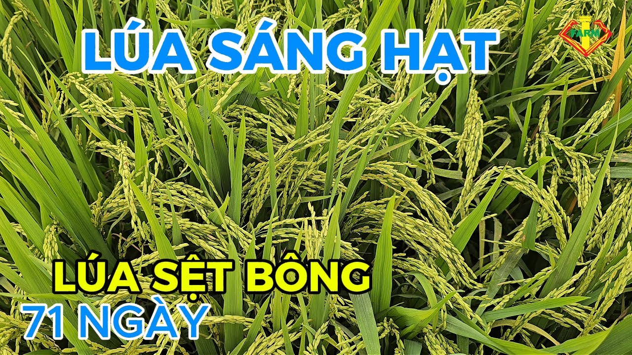 LÚA ĐÀI THƠM 8 - 71 NGÀY,  LÚA SỆT BÔNG - HẠT SÁNG ĐẸP