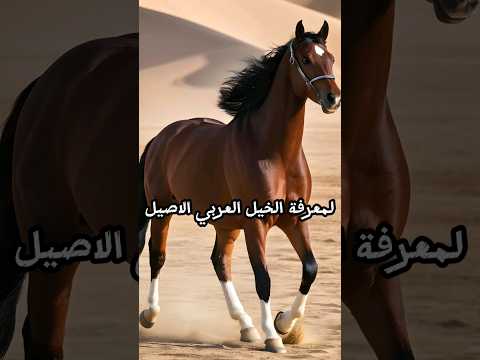 كيف يفرق العرب بين الخيول الاصيلة والهجينة    عرب
