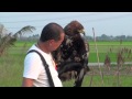 Golden eagle training 2nd week free fly