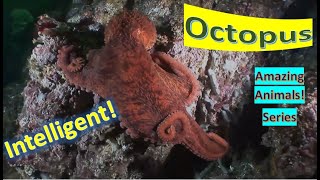 Octopus facts 🐠 soft-bodied, eight-limbed molluscs screenshot 4