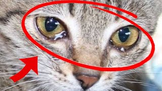 😺Do Cats Cry When They Are Sad or in Pain? 😿 cat crying by LIFE OF CATS 110 views 2 days ago 3 minutes, 44 seconds