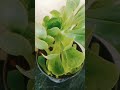 #aeonium canariense #evergreen #succulent #rosette #leaves #shortsfeed #viral #shorts #video #garden