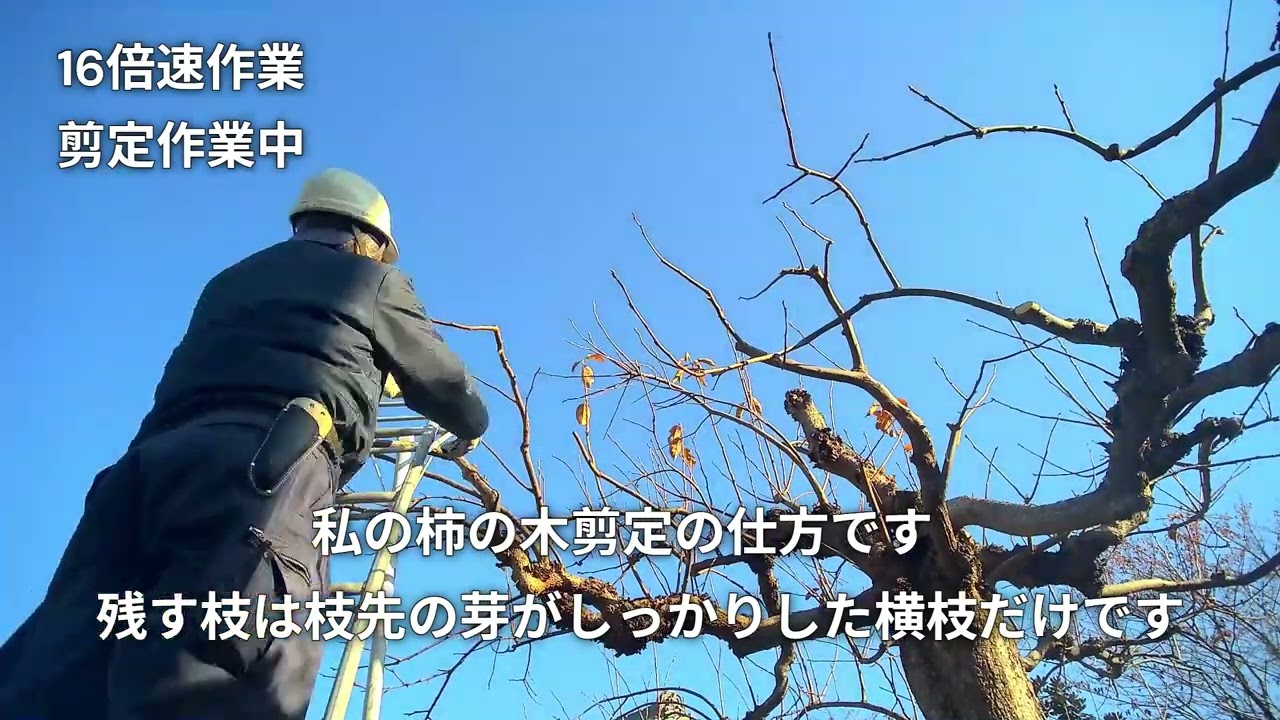 柿の木剪定(1)(2025.11月)(字幕)音声AI Nanami(七海) - YouTube 柿の木剪定(1)(2025.11月)(字幕)音声AI Nanami(七海) - YouTube