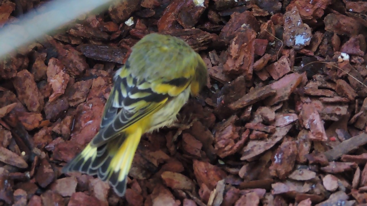 ЧИЖИ, ЧЕЧЕТКИ, ЧЕЧЕВИЦА, ОВСЯНКА, ГИБРИДЫ - YouTube