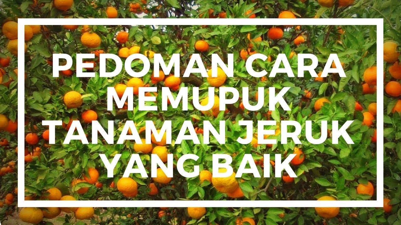 Pedoman Cara Memupuk Tanaman Jeruk Yang Baik Jeruk Purut Limau Jeruk