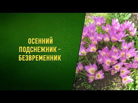 Безвременник осенний. Посадка и уход в открытом грунте