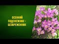 Безвременник осенний. Посадка и уход в открытом грунте